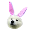 🐰 Эмодзи «White Dog Emoji» для Telegram