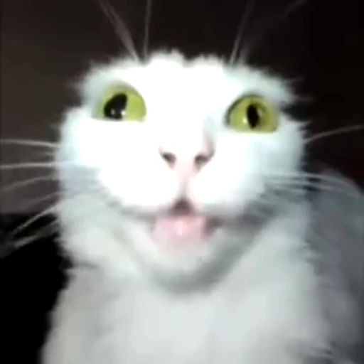 Стикерпак white cat для Telegram — скачать