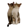 🫶 Эмодзи «Зимний Набор» для Telegram
