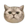 🐱 Эмодзи «Зимний Набор» для Telegram