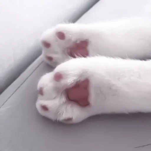 🐈 Стикер «Зимний вечер» для Telegram