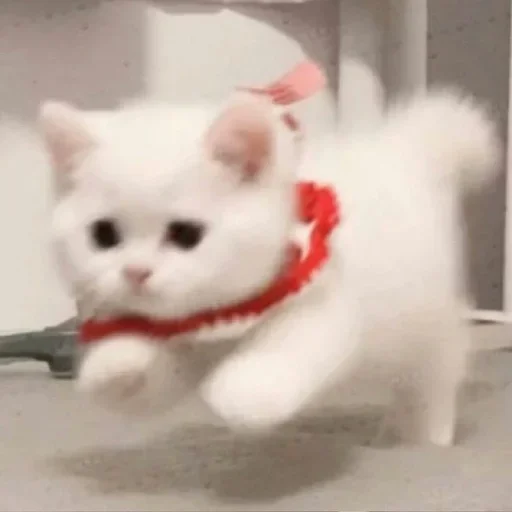 🐈 Стикер «Зимний вечер» для Telegram
