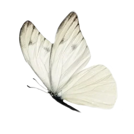 🦋 Стикер «Зимний вечер» для Telegram