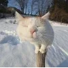 🤩 Эмодзи «Новогодние К» для Telegram