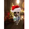 🤩 Эмодзи «Новогодние К» для Telegram