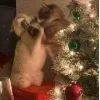 🎄 Эмодзи «Новогодние К» для Telegram