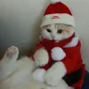 🥰 Эмодзи «Новогодние К» для Telegram