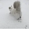 🤩 Эмодзи «Новогодние К» для Telegram