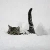 ❄️ Эмодзи «١ ᥕƖᥒᴛꫀR Ɓƴ» для Telegram