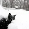 🐈‍⬛ Эмодзи «١ ᥕƖᥒᴛꫀR Ɓƴ» для Telegram