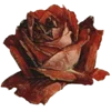🥵 Эмодзи «Vintage Arcana» для Telegram