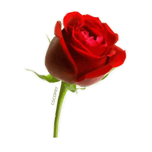 🌹 Стикер «8 Марта» для Telegram