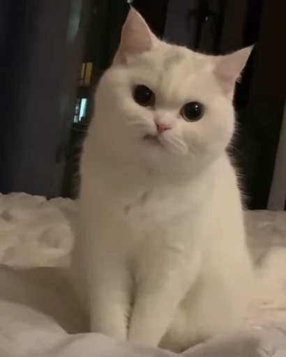 🐱 Стикер «Memes Мемы» для Telegram