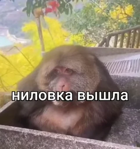 😅 Стикер «Xing Xing» для Telegram