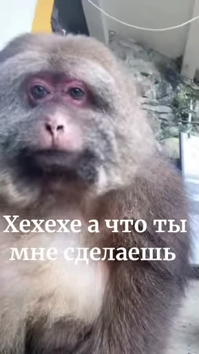 ❤️ Стикер «Xing Xing» для Telegram