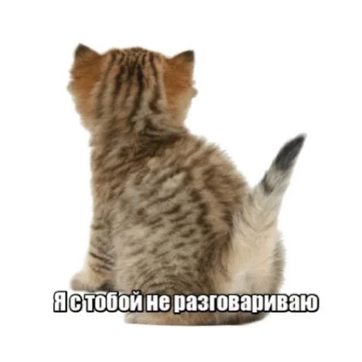 🤥 Стикер «Bruuh» для Telegram