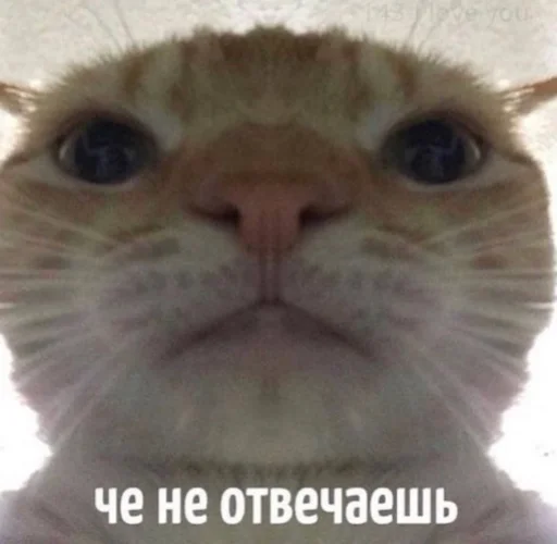 🧐 Стикер «Bruuh» для Telegram