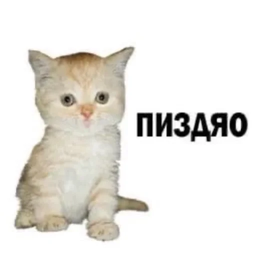 😨 Стикер «Bruuh» для Telegram