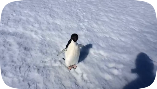 Стикерпак little penguin для Telegram — скачать