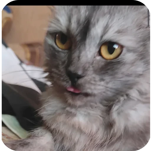 🐱 Стикер «хрумки» для Telegram