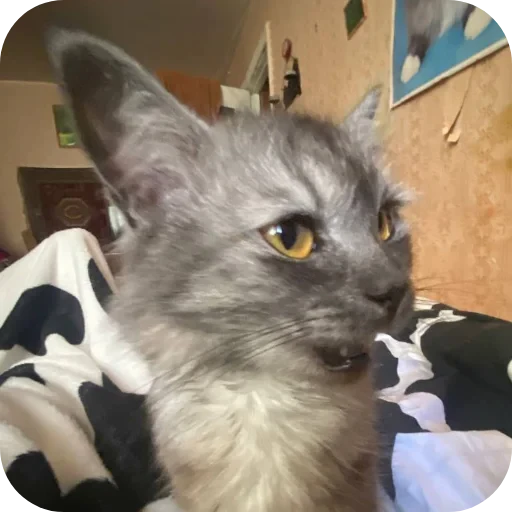 🐱 Стикер «хрумки» для Telegram