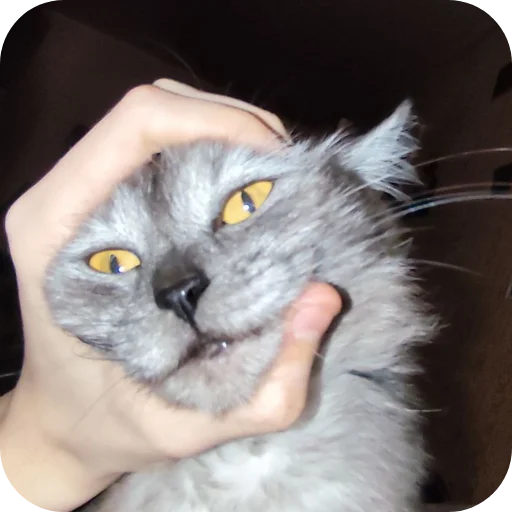 🐱 Стикер «хрумки» для Telegram