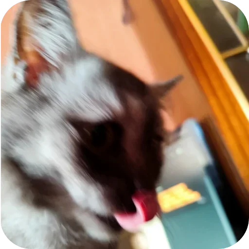 🐱 Стикер «хрумки» для Telegram