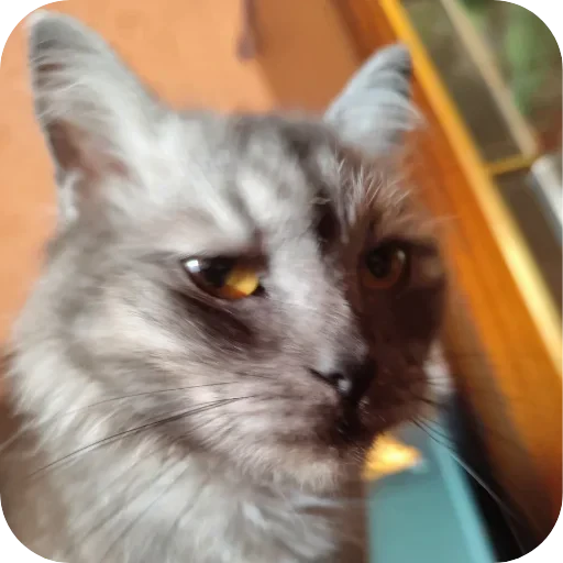 🐱 Стикер «хрумки» для Telegram