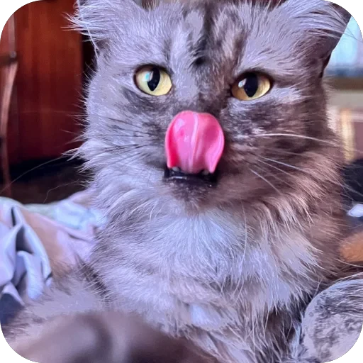 😛 Стикер «хрумки» для Telegram