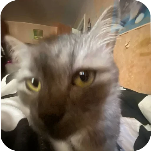 🐱 Стикер «хрумки» для Telegram