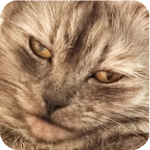 🐱 Стикер «хрумки» для Telegram