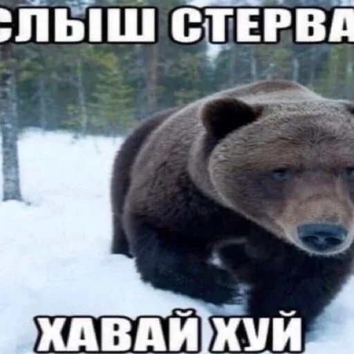 Стикерпак клёва для Telegram — скачать