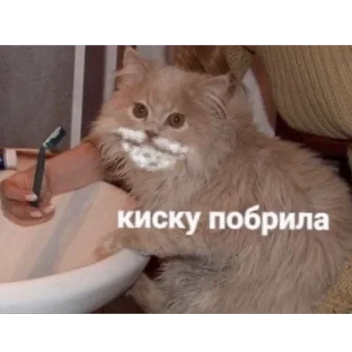 🫥 Стикер «tg» для Telegram