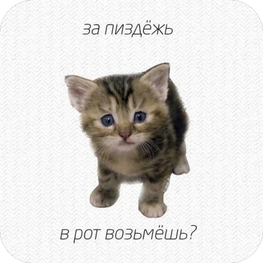🫥 Стикер «tg» для Telegram
