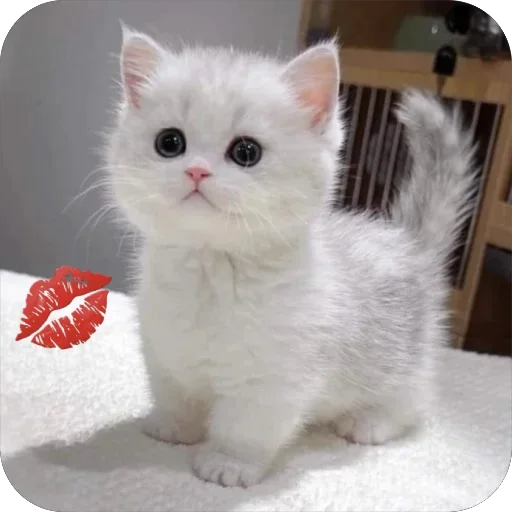 🫥 Стикер «tg» для Telegram