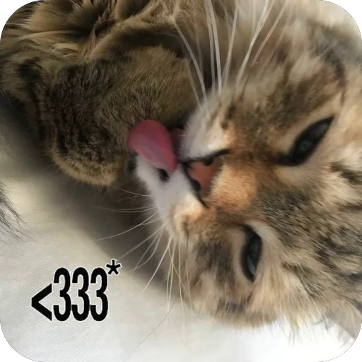 🫥 Стикер «tg» для Telegram