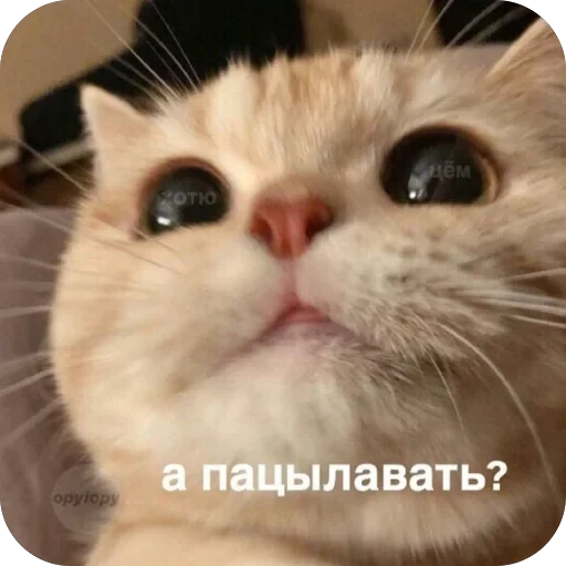 🫥 Стикер «tg» для Telegram