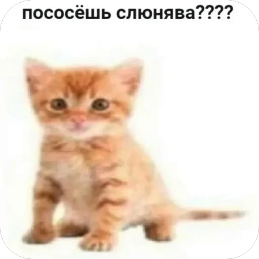 Стикерпак tg для Telegram
