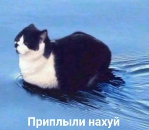 🤩 Стикер «tg» для Telegram