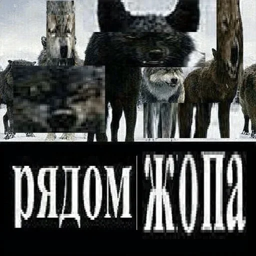🐺 Стикер «Акмаль не дурак(» для Telegram