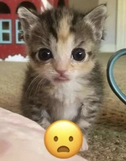 😦 Стикер «Cats memes» для Telegram