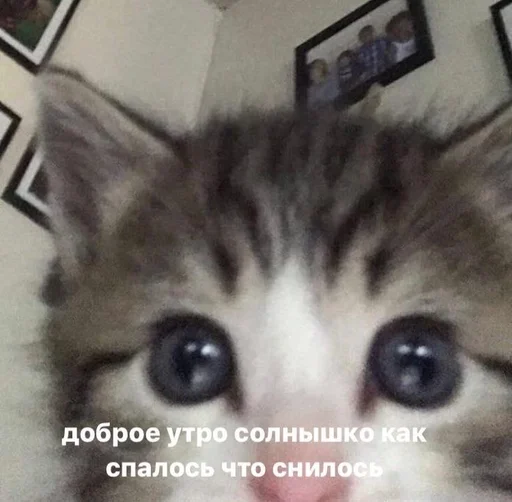 😘 Стикер «Cats memes» для Telegram