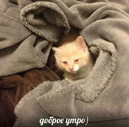 ☠ Стикер «Cats memes» для Telegram