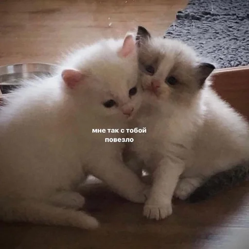 😩 Стикер «Cats memes» для Telegram