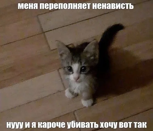 Стикерпак Cats memes для Telegram — скачать
