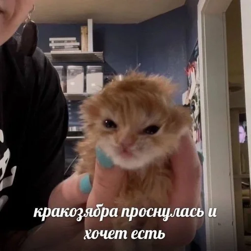 😠 Стикер «Cats memes» для Telegram