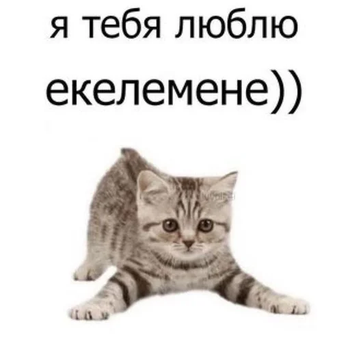 😳 Стикер «Cats memes» для Telegram