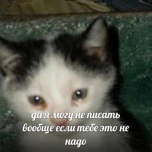 😭 Стикер «Cats memes» для Telegram