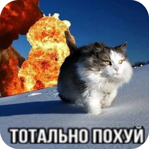 🐱 Стикер «стики» для Telegram