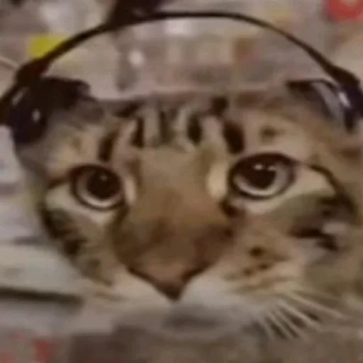 🐱 Стикер «уебенкс» для Telegram